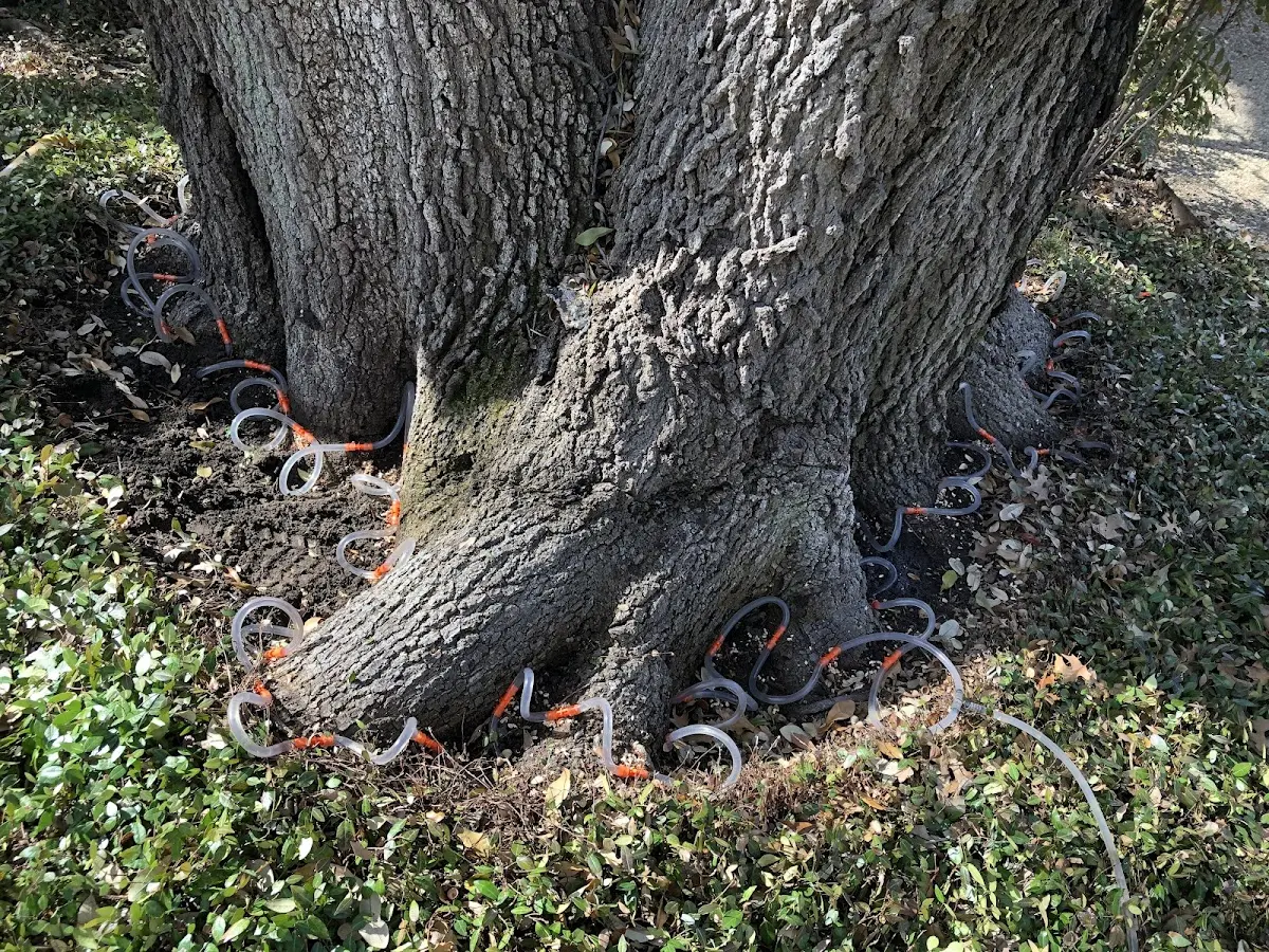 Detailed Tree Cabling and Bracing job site in Lawrenceville