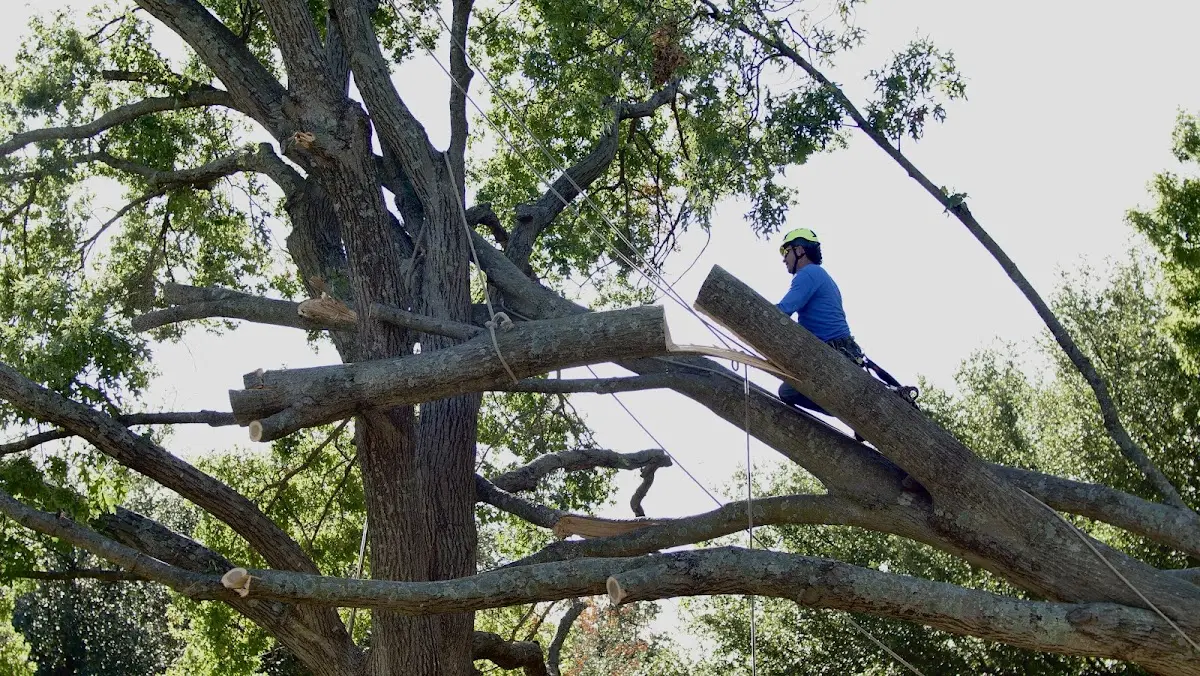 Professional Hazardous Tree Removal performed by certified arborists in Lawrenceville