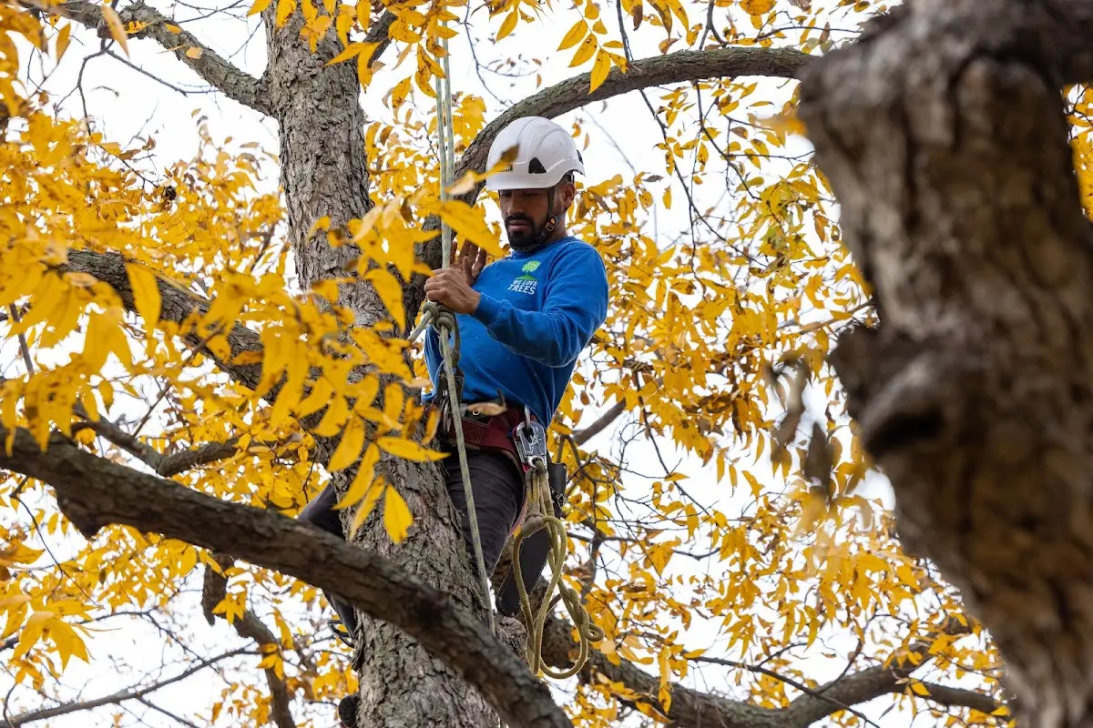 Skilled Tree Planing crew working in Lawrenceville